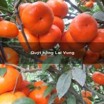 Quýt hồng Lai Vung