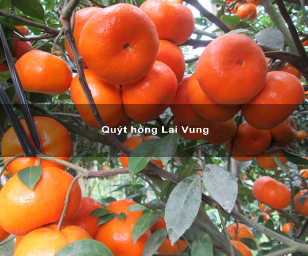 Quýt hồng Lai Vung