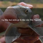 Lạ lẫm hai món cá là đặc sản Tây Nguyên