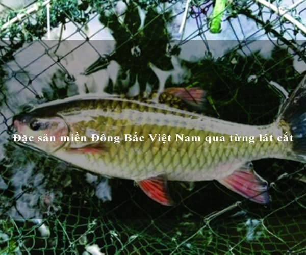 Đặc sản miền Đông Bắc Việt Nam qua từng lát cắt 3