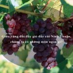 Giữa vùng đất đầy gió đầy cát Ninh Thuận, chúng ta có những món ngon gì?