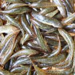 Cá bống sông Trà- Quảng Ngãi