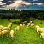 Món ngon từ thịt cừu đặc sản Ninh Thuận